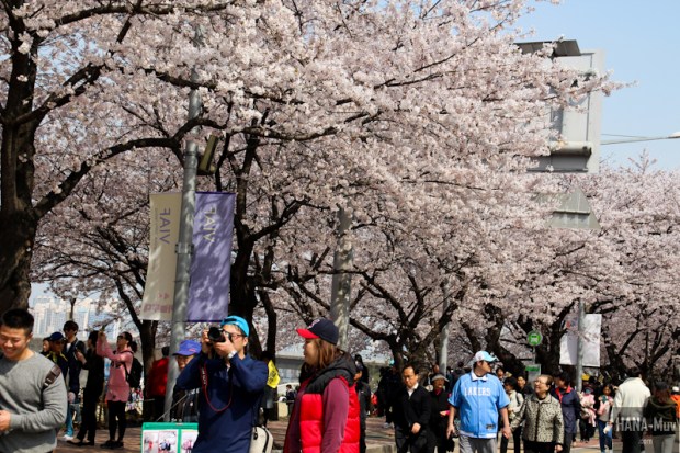 Yeouido Park Cherry Blossom - HANA-Muv.com Photo-1