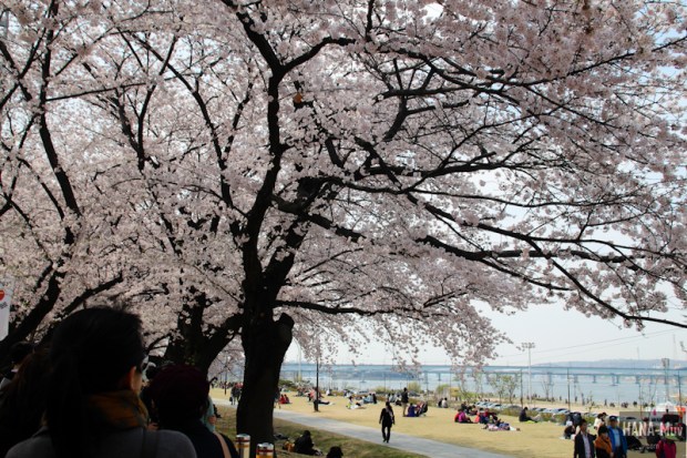 Yeouido Park Cherry Blossom - HANA-Muv.com Photo-2