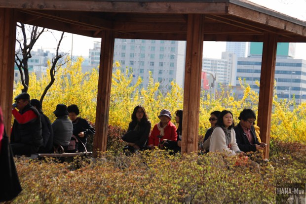 Yeouido Park Cherry Blossom - HANA-Muv.com Photo-3-2