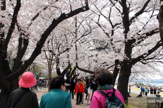 Yeouido Park Cherry Blossom - HANA-Muv.com Photo-3
