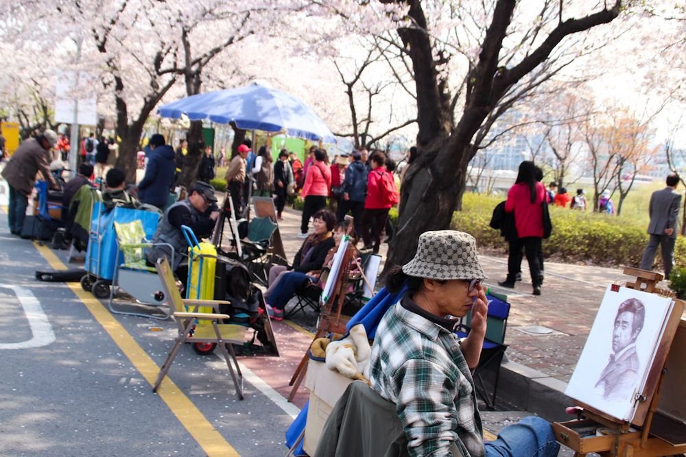 Seul parques cerezos cherry blossom (1)