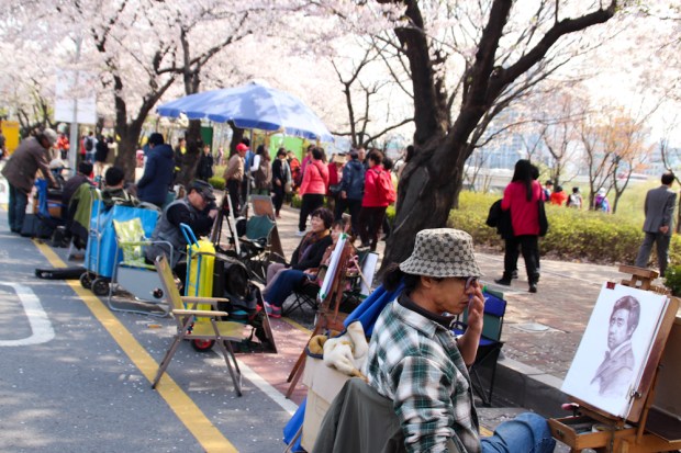 Seul parques cerezos cherry blossom (1)